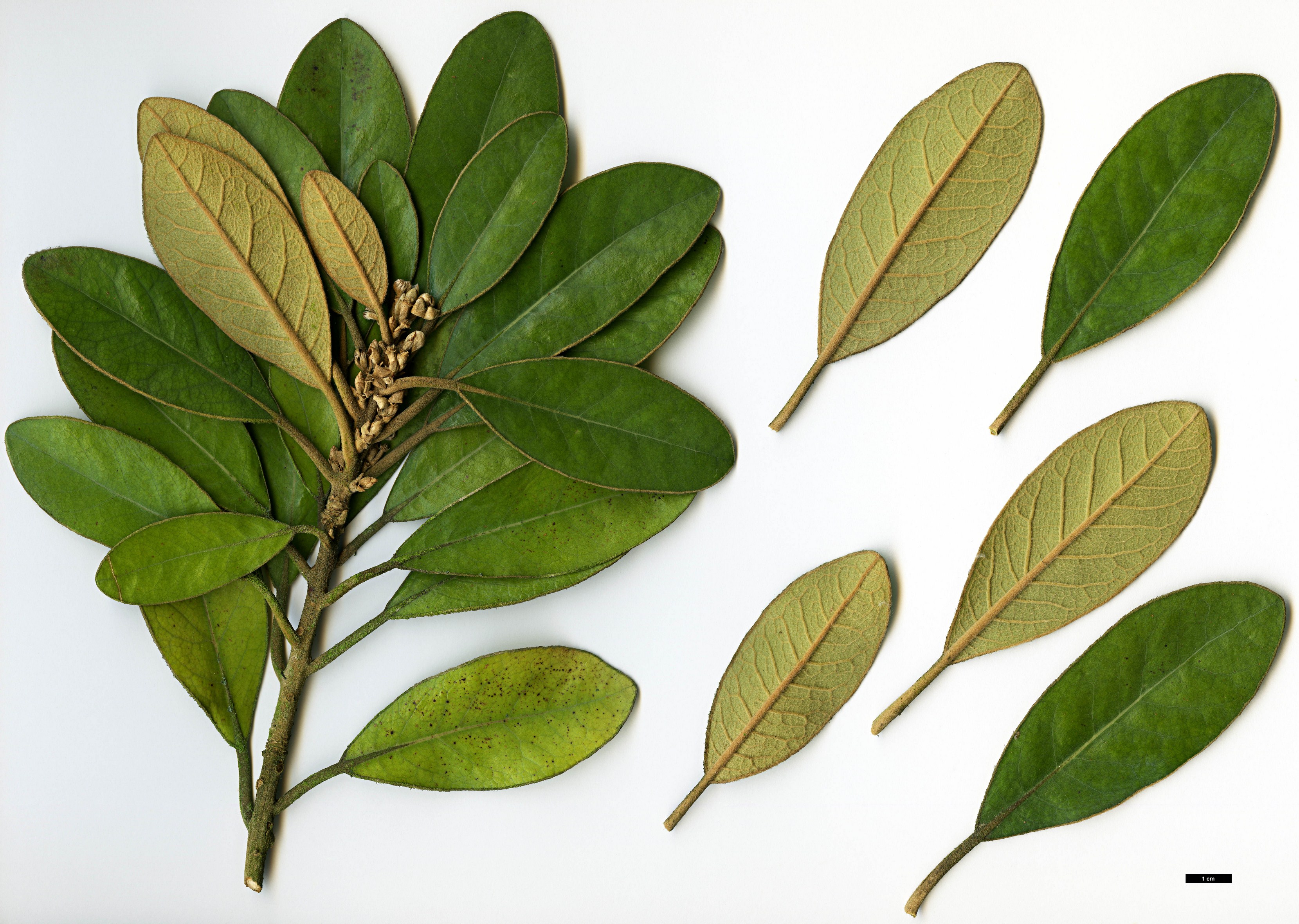 High resolution image: Family: Lauraceae - Genus: Litsea - Taxon: japonica